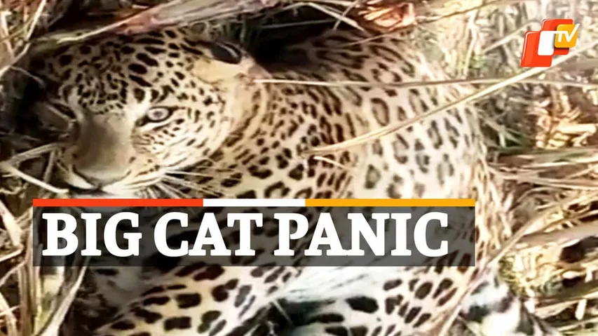 Leopard Rescued, Leopard Injured, Forest Department Officials