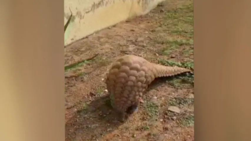 Pangolin Rescue