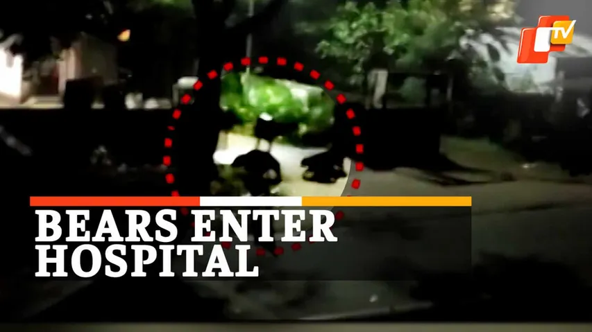 Bears enter hospital