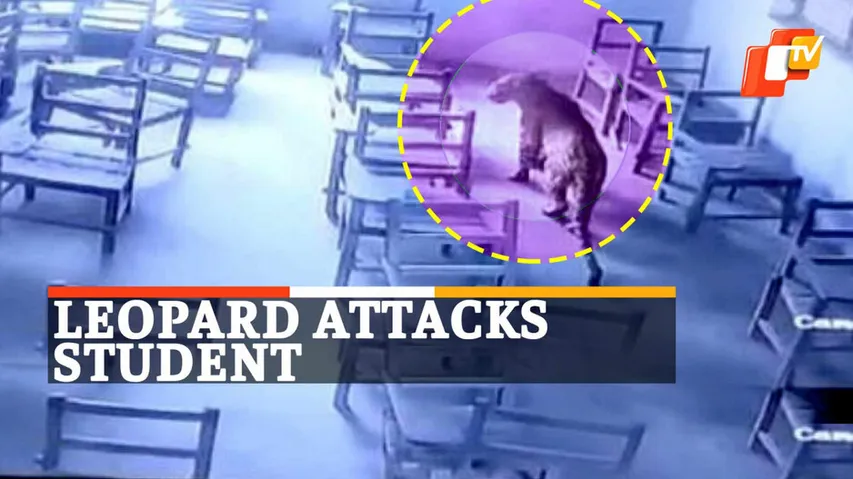 Leopard In Classroom, Leopard Attacks Student
