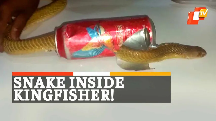 Snake Stuck In Beer Can, Cobra, Snake Helpline