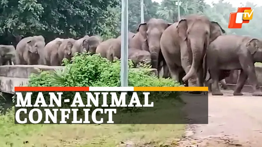 Elephant Menace in Angul