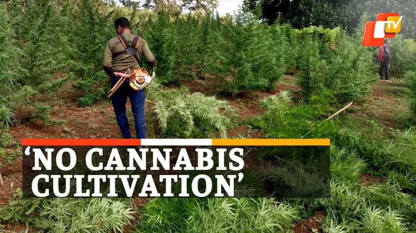 Ganja Plantation, Cannabis, Kandhamal