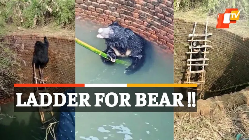 Bear Rescued, Wild Bear Rescued, Bear Inside Well