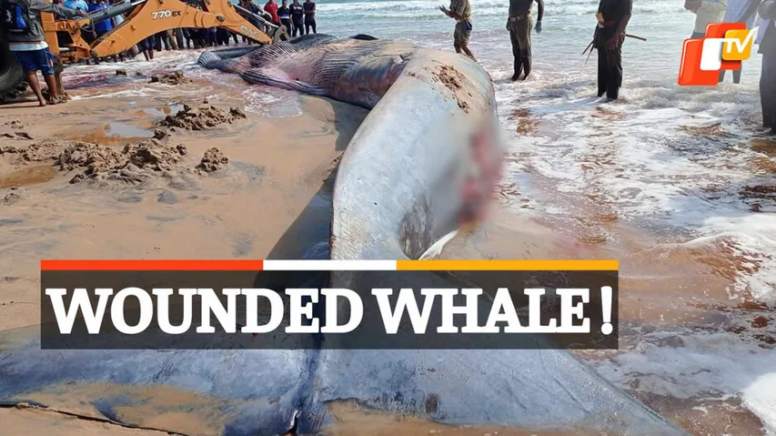 Whale On Puri Shore