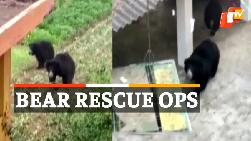 Bear Rescued