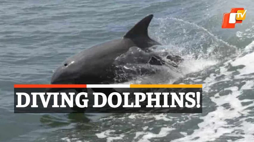 Dolphin Sightings