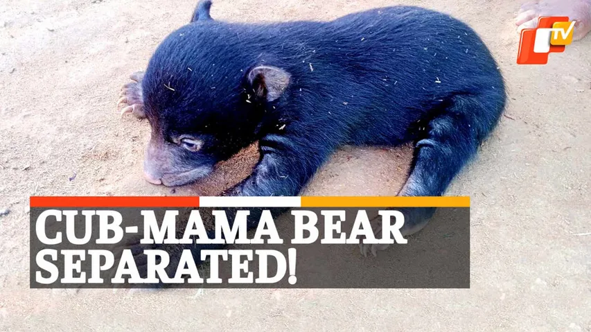 Cub Separated From Mama Bear Rescued 