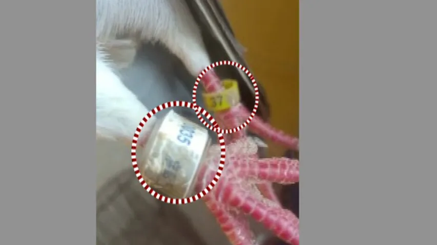 Pigeons With Chinese Badge On Legs Found In Odisha, Fuel Espionage Speculations