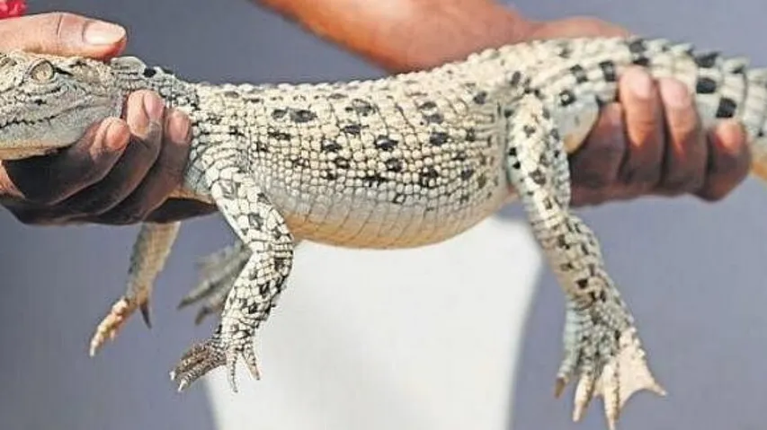 Rare Albino Crocodile Sighted In Odisha's Bhitarkanika