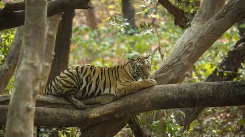The Tiger Trail