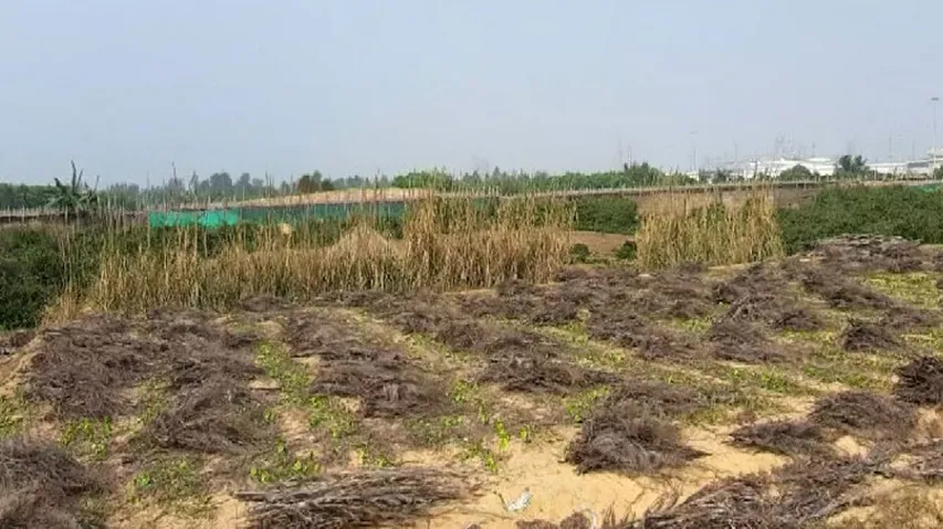 Demolished Betel Vines In Dhinkia