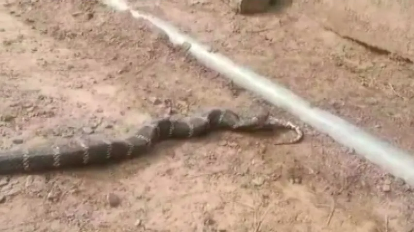 King Cobra Devours Python