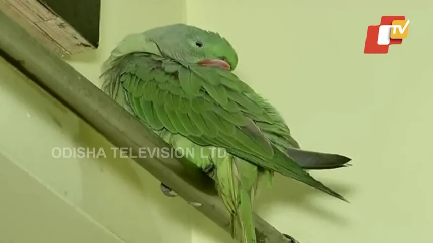 Smiles Fade For Coco’s Pet Parents As Forest Dept Seizes Parrot A Day After Family Reunion