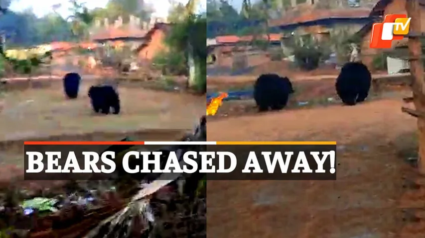Wild Bears Chased, Bears In Village