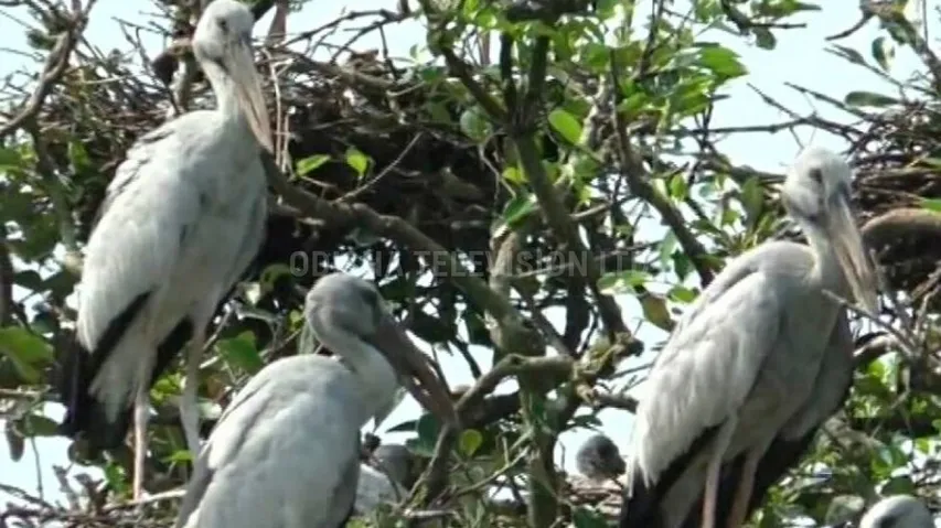 Bhitarkanika Avian Population Rises On Paper, Dips In Reality; Environmentalists Ring Alarm Bells 