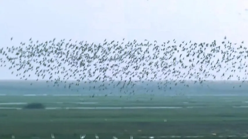 Orissa HC Directs CDA, DFO To Make Chilika’s Mangalajodi Bird Sanctuary Free From Noisy Boats
