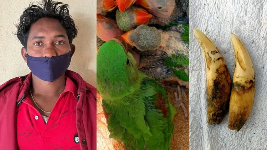 Wildlife Smuggling Racket: Poacher With Leopard Teeth, Claws, Pangolin Scales Held In Mayurbhanj