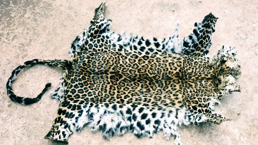 Leopard Hide Seized In Gajapati, One Arrested