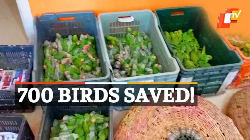 Exotic Birds Rescued, 700 Exotic Birds Rescue, Tamil Nadu