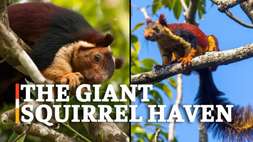 The Giant Squirrel Haven: Protecting Biodiversity Of Odisha’s Barbara Is Essential 
