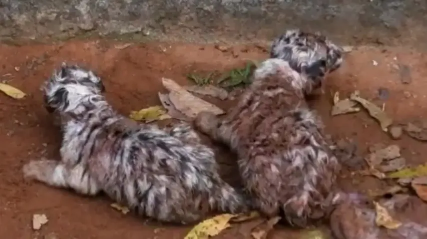 Tiger Cub Dies At Nandankanan Zoo