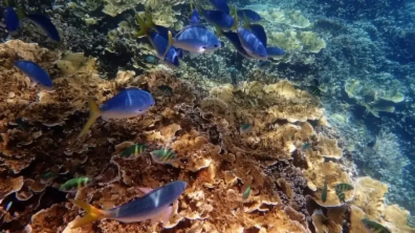 Dire Warning For Great Barrier Reef Amid Bleaching