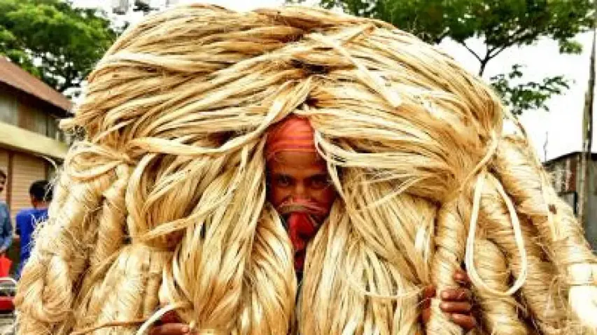 Cabinet Approves Hike In MSP Of Raw Jute For 2022-23 Season