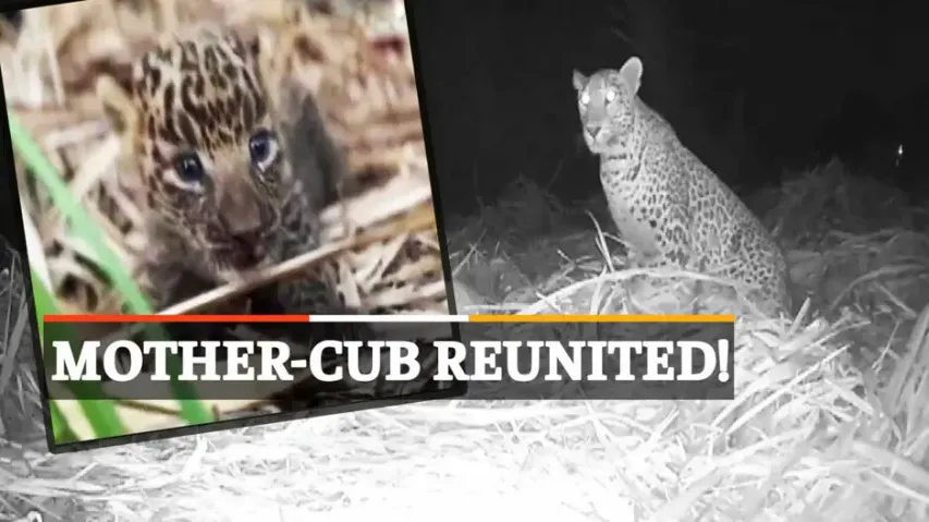  Leopard Cub Rescued, Leopard Cub