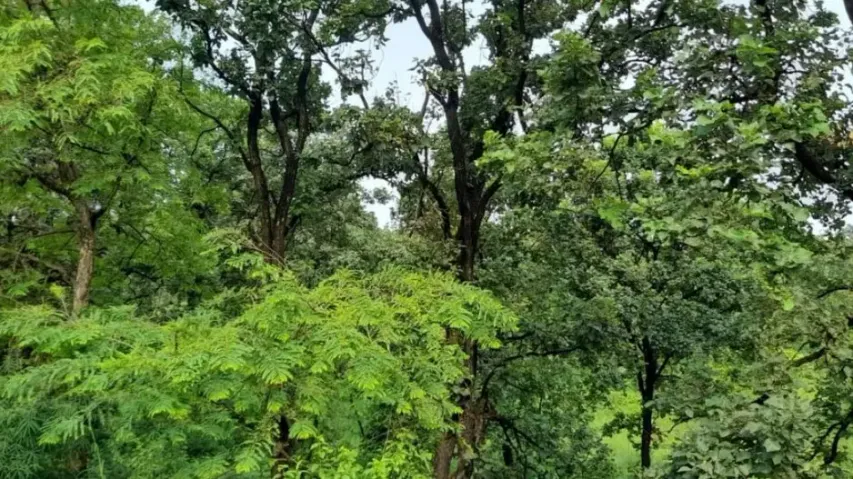 Centre Announces Task Force For 'Synergies' Between Forest Policy, Forest Act, Agro-Forestry
