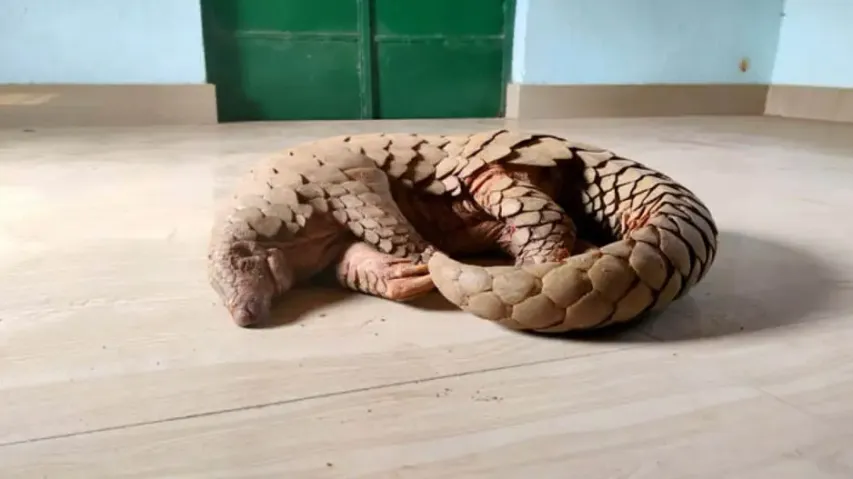 Illegal Wildlife Trade