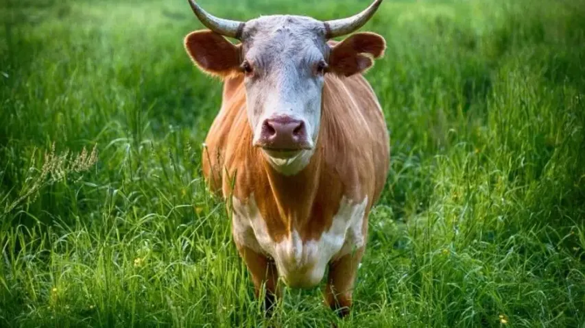 Odisha: 15 Kg Plastic Waste Removed From Cow's Stomach