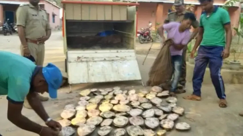 Turtle Trade Racket Busted