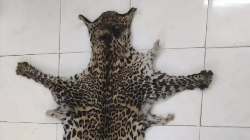 STF Seizes Leopard Skin, Arrests Accused From Kandhamal