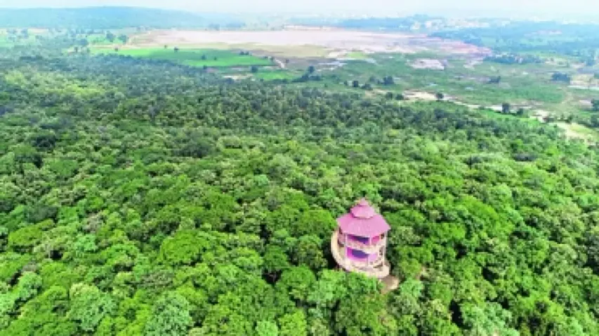 Hyderabad Gets 'Tree City Of The World Tag' For Second Year