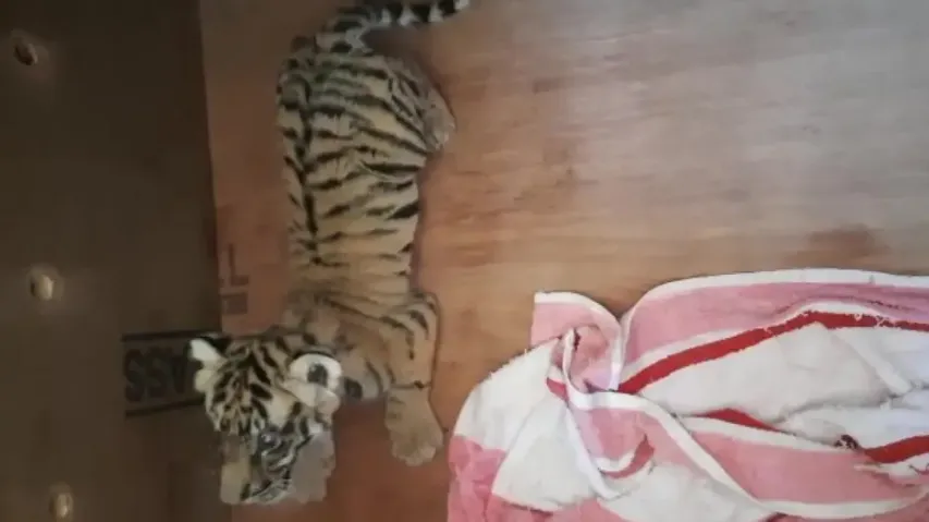 Another Tiger Cub Dies At Nandankanan Zoo