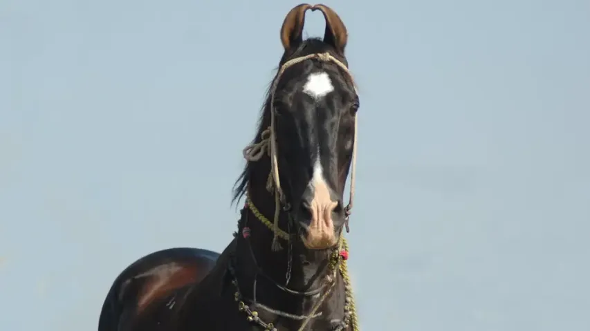 Man in Punjab buys 'prized' horse, wash reveals truth