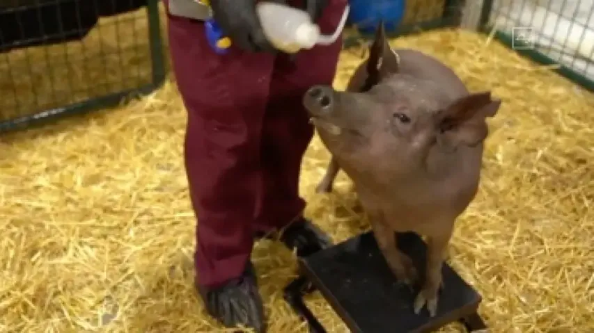 Pigs can spread deadly antibiotic-resistant superbug to humans: Study
