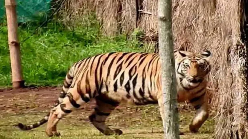THE INVISIBLE TIGERS OF ODISHA! 