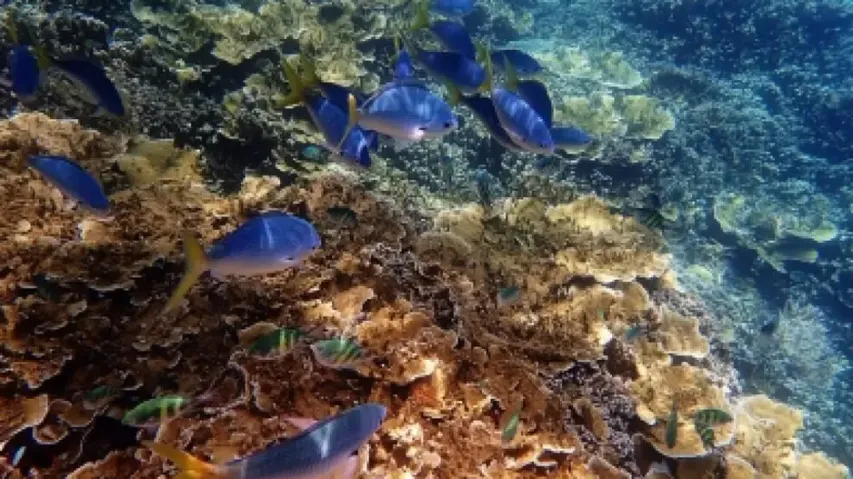 Scientists map living corals before and after marine heat wave