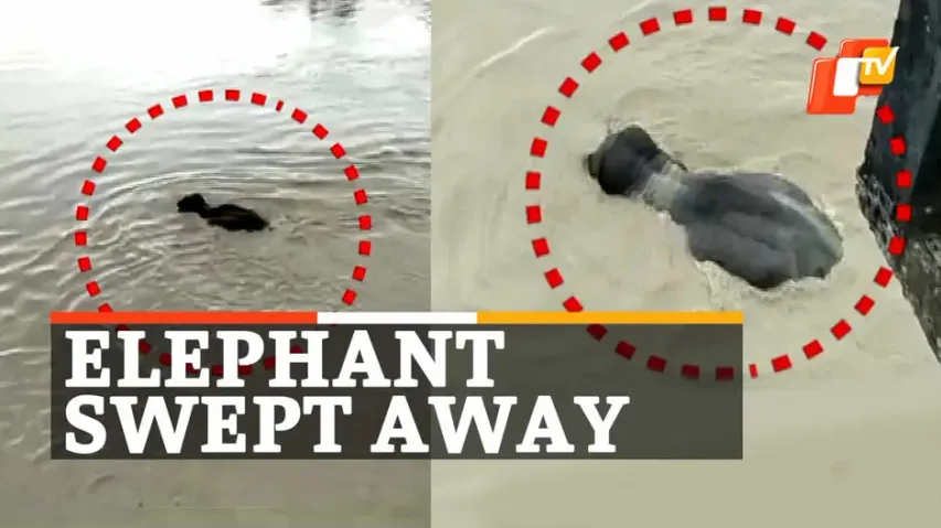 Elephant Swept, Flood In Kopili River