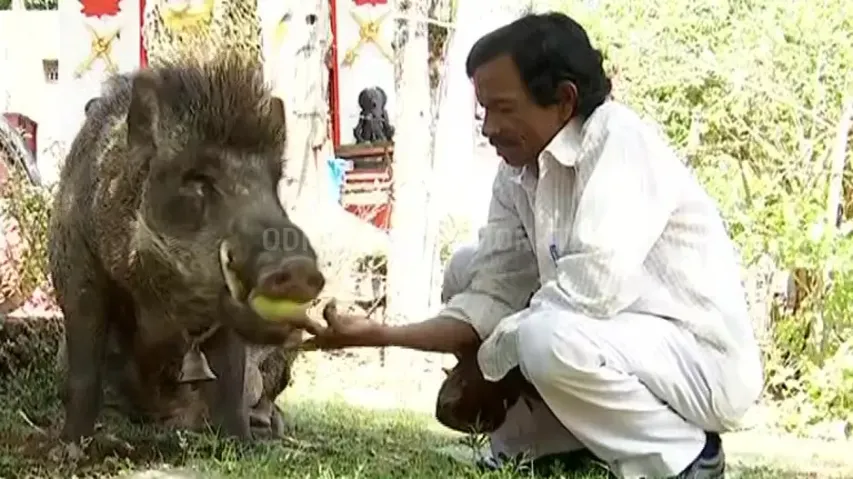Man and wild boar friendship continues for 25 years