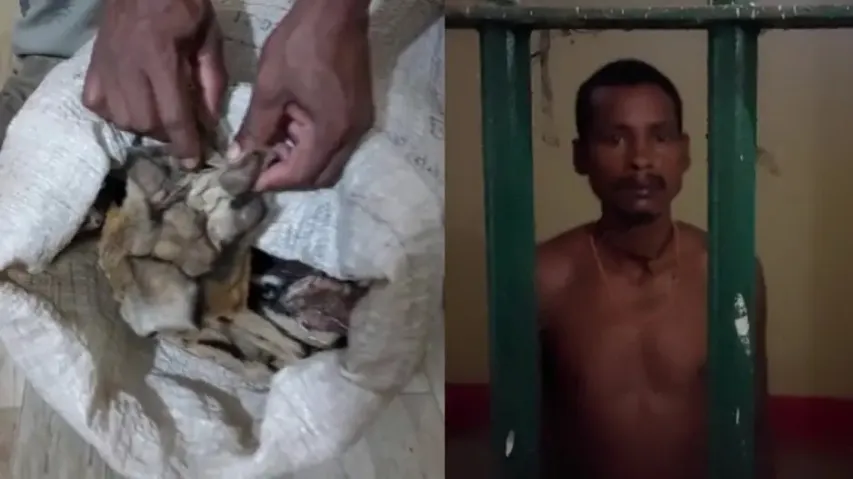Tiger skin seizure in Keonjhar: 3 more from family of accused arrested