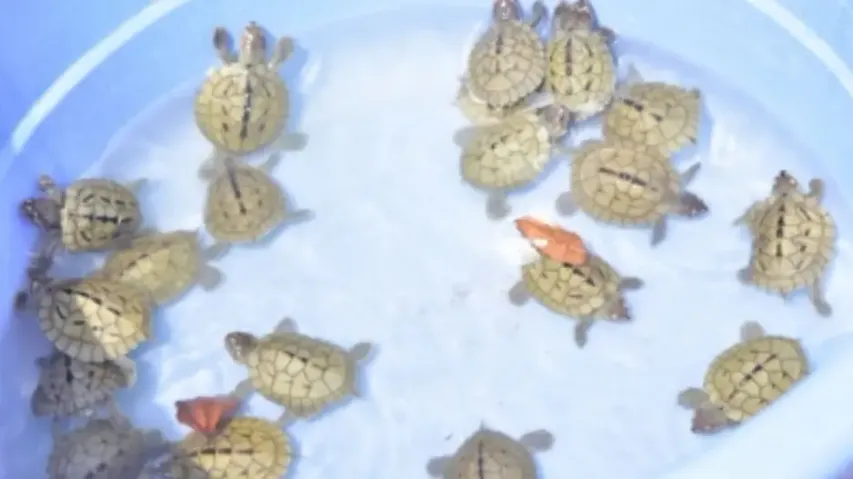 Turtle Hatchlings