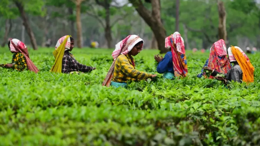 Assam govt announces compensation to woo protesting tea garden workers
