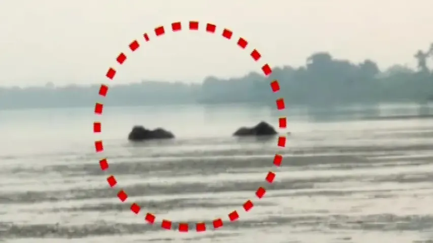 Two jumbos stuck in Mahanadi river, rescue operation on