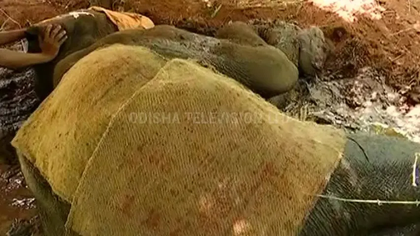 Elephant found writhing in pain was shot by country-made gun: PCCF 