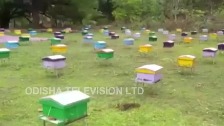 Odisha: Forest department counts on bees to end elephant-human conflict