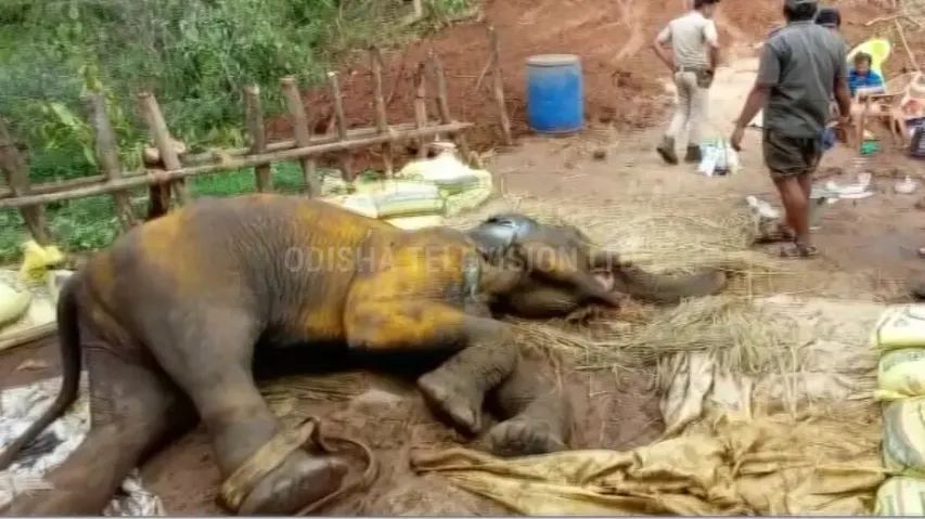 Tusker found with gunshots at Athagarh forest division gives up battle for life 
