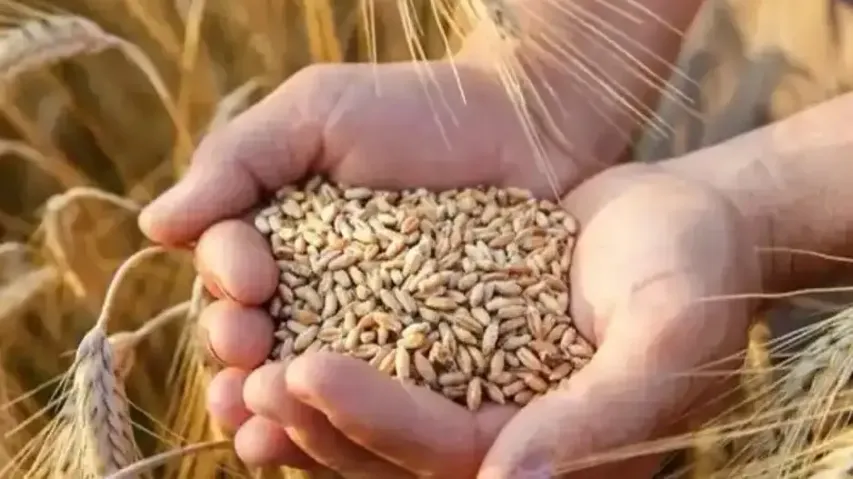 Crop harvest